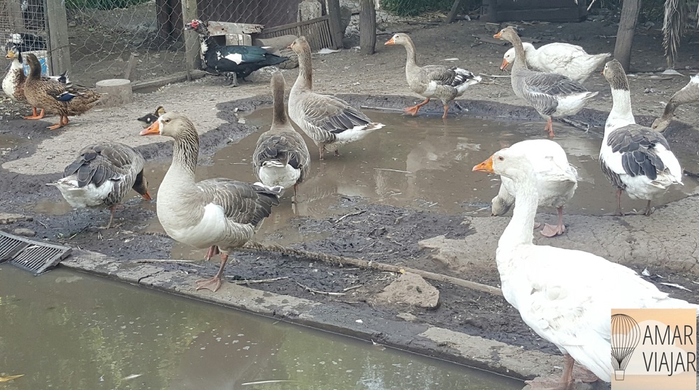 salt_20170207_121816_069