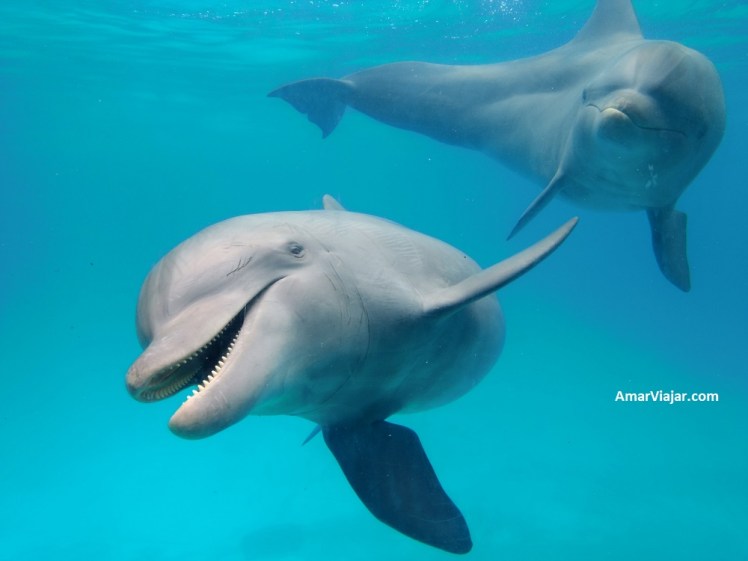 mundo-marino-delfines