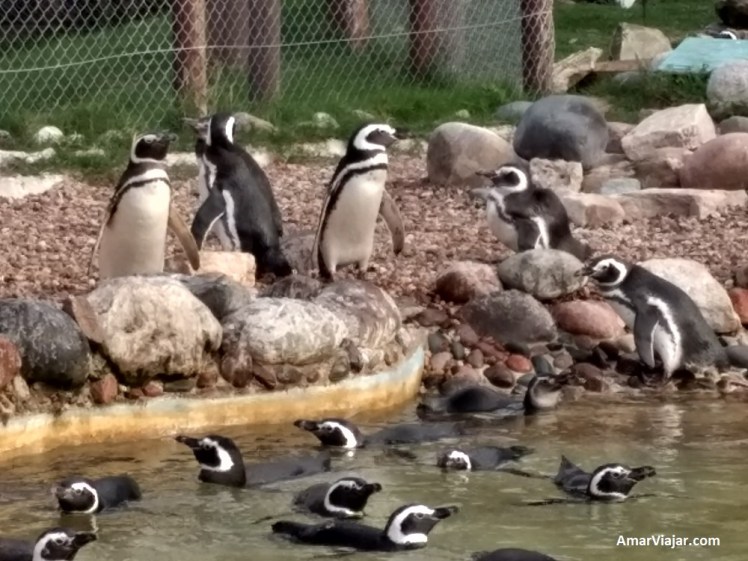 mundo-marino-pinguinos