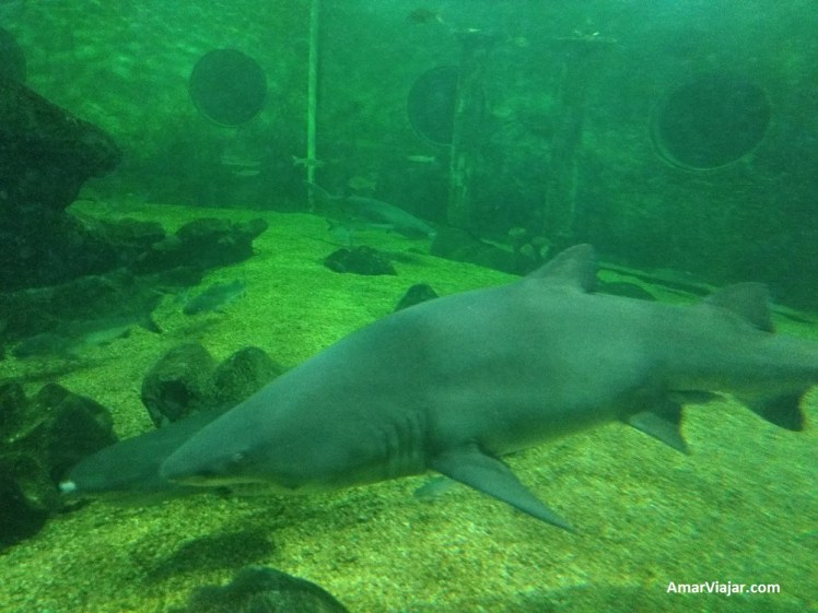 mundo-marino-tiburones